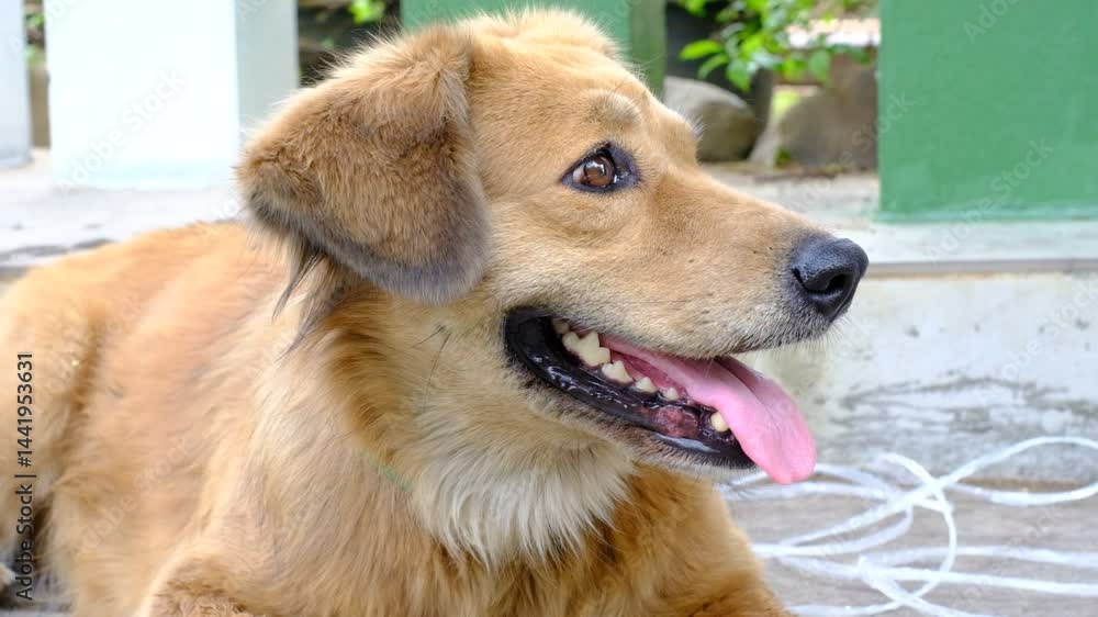 A brown dog with a green collar is sitting on a cement floor A brown dog with a green collar is sitting on a cement floor