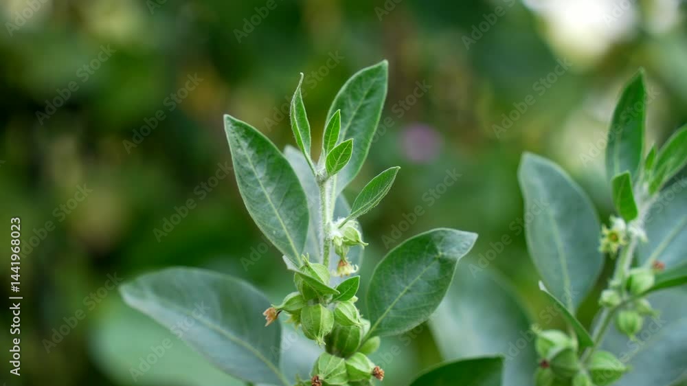 Withania somnifera also known as Ashwagandha. Indian ginseng, poison gooseberry, or winter cherry. Ayurvedic herb, medicine growing in the field. Close-up view of fresh ashwagandha leaves and branch Withania somnifera also known as Ashwagandha. Indian ginseng, poison gooseberry, or winter cherry. Ayurvedic herb, medicine growing in the field. Close-up view of fresh ashwagandha leaves and branch