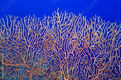 Fototapeta Naklejka Na Ścianę i Meble -  Abstract background . Organic texture of Pink Sea Fan or Gorgonia coral (Annella mollis)