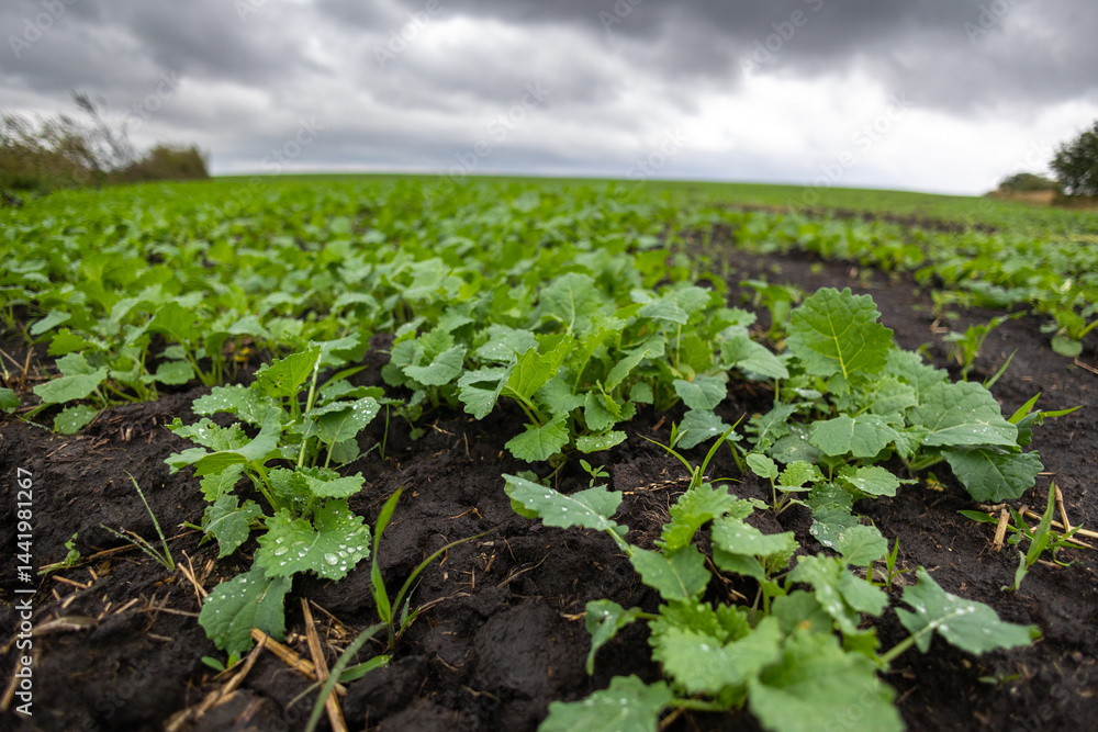 A farm field sown with winter oilseed rape. The culture has grown well, has taken root and is ready to overwinter. The autumn in the west of Ukraine in the Lviv region.
