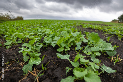 Obraz na płótnie A farm field sown with winter oilseed rape. The culture has grown well, has taken root and is ready to overwinter. The autumn in the west of Ukraine in the Lviv region. w salonie
