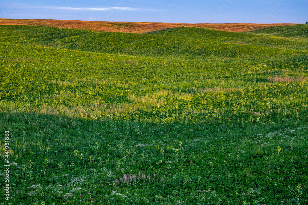 Obraz premium Endless farm fields on the slopes of the hills are sown with various crops. Peaceful rural landscape. Summer evening in the western Ukraine near Rivne city.