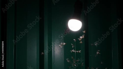 Slow motion Swarm of Termite Flying or Alates flying play towards light of LED white light bulb hanging under roof at night after it rains with house lizard lurking and hunting to eat.