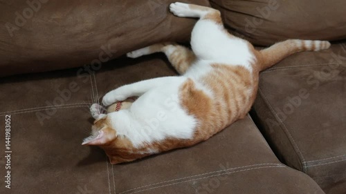 Orange and white tabby cat with an old baseball toy with enthusiasm and joy on brown sofa in home.