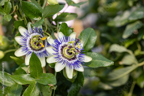 Passiflora caerulea, the blue passionflower, bluecrown passionflower or common passion flower. Close up on the flowers of this plant. It's native to South America but it's cultivated worldwide.