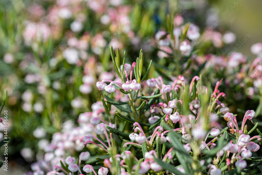 Close up on a blooming Andromeda polifolia. It's also known as bog-rosemary. This cultivar is the Andromeda polifolia 'Compacta. Close up on a blooming Andromeda polifolia. It's also known as bog-rosemary. This cultivar is the Andromeda polifolia 'Compacta.
