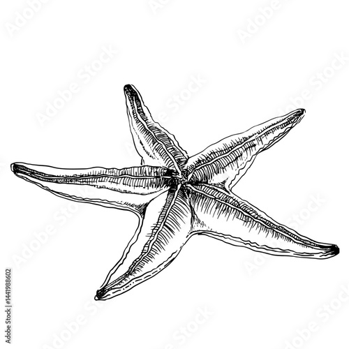 Hand-drawn vector illustration of starfish, ideal for coastal, nautical, or beach-themed projects. Perfect for prints, cards, or decor, this unique design suits various creative uses.