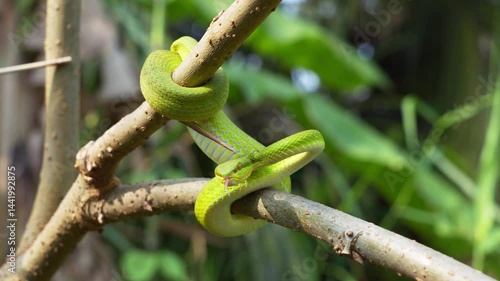White-lipped pit Tree Viper - Trimeresurus albolabris. Green snake sticking out its tongue when feels insecure on branch with in garden with morning sunlight.