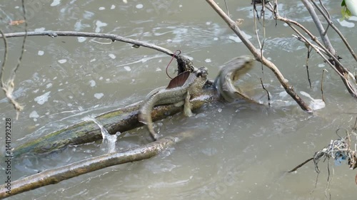 Two Giant mudskipper - Periophthalmus novemradiatus compete for space on roots of a mangrove tree during high tide in area located in mangrove ecosystem of Samut Songkhram Thailand.