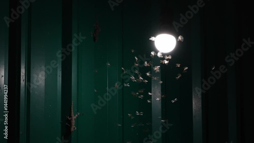 Swarm of Termite Flying or Alates flying play towards light of LED white light bulb hanging under roof at night after it rains with house lizard lurking and hunting to eat.