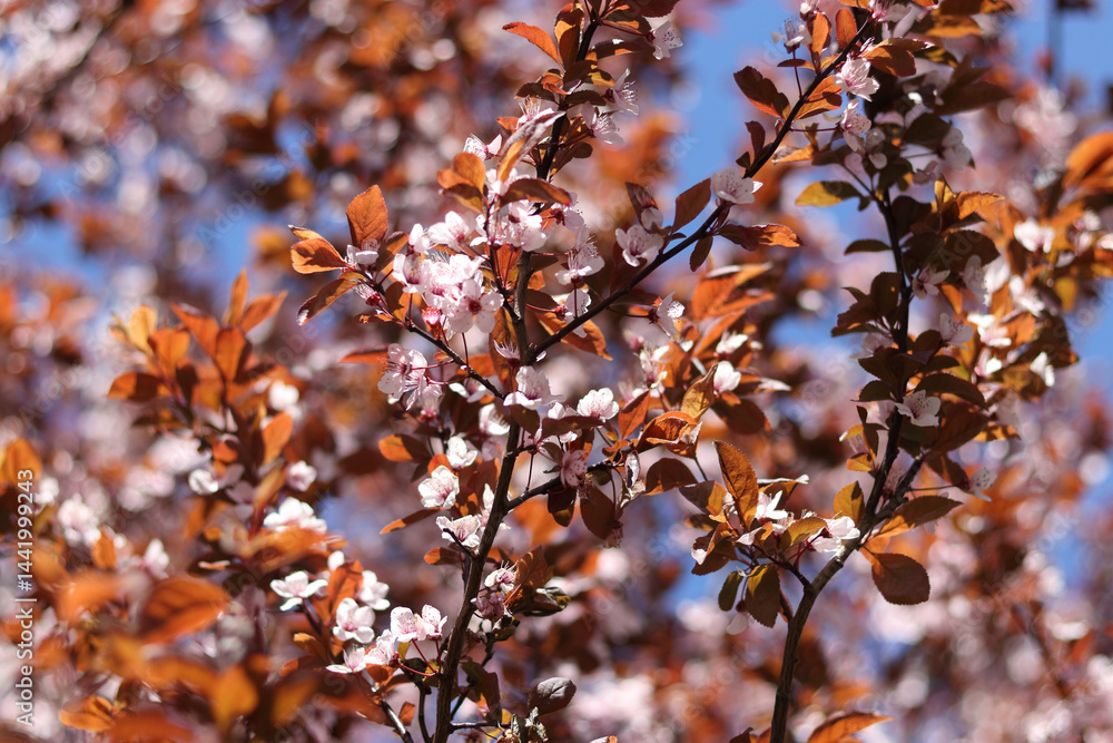 Close-up of blooming cherry plum tree with pink flowers and reddish leaves on a sunny spring day. Close-up of blooming cherry plum tree with pink flowers and reddish leaves on a sunny spring day.