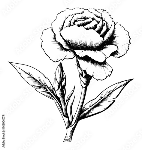 Detailed Black and White Engraving of a Blooming Flower
