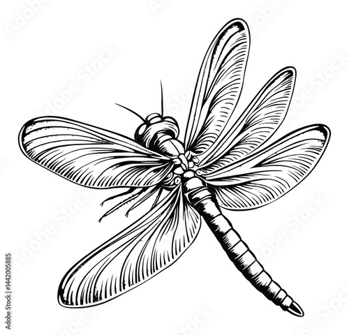 Detailed Dragonfly Engraving Illustrative Design in Black and White