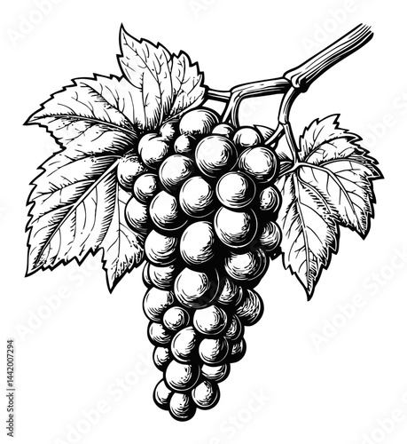 Detailed Black and White Engraving of Grapes on a Vine