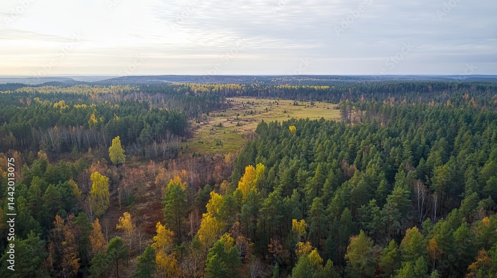 Obraz premium Stunning autumn aerial view of vast evergreen forest with golden trees sky park pine blue fall wild