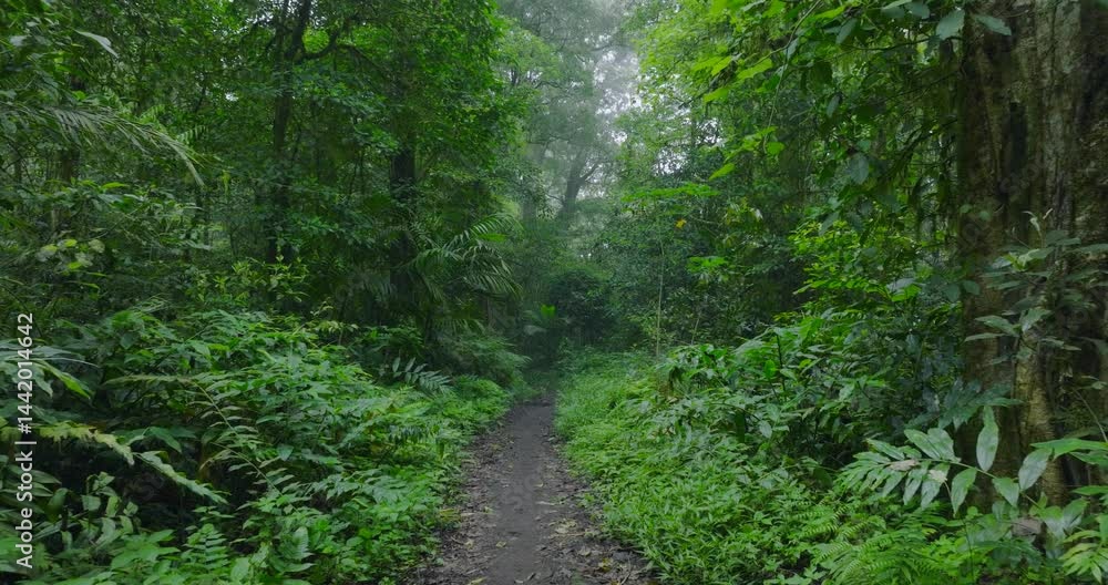 Path in lush green forest with lots of trees and leaves Path in lush green forest with lots of trees and leaves
