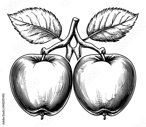 Detailed Black and White Engraving of Two Apples with Leaves