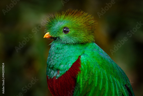 Quetzal close-up detail portrait in dark tropic forest, Pharomachrus mocinno, from  nature Costa Rica. Magnificent sacred mystic green and red bird. Wildlife scene from Costa Rica.