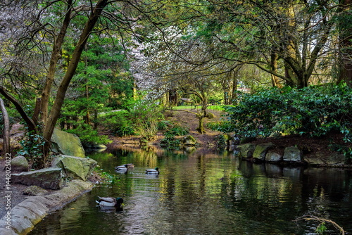 Beautiful spring day, city park, small pond with clear water where ducks swim under overhanging tree branches, reflection of trees in water