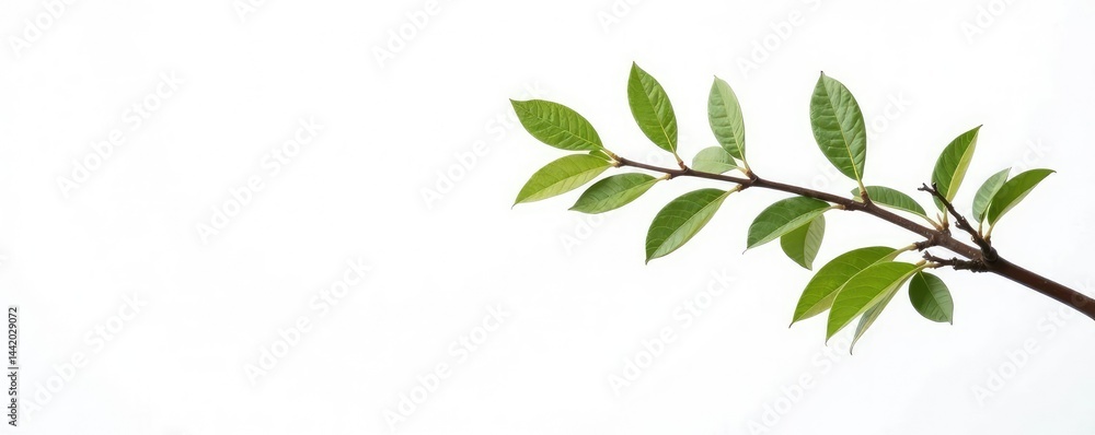 Isolated branches on white background with subtle wood texture, branch, organic, calm Isolated branches on white background with subtle wood texture, branch, organic, calm