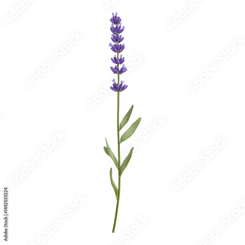 Single Lavender Flower Stem with Leaves on Transparent  Isolated on transparent background
