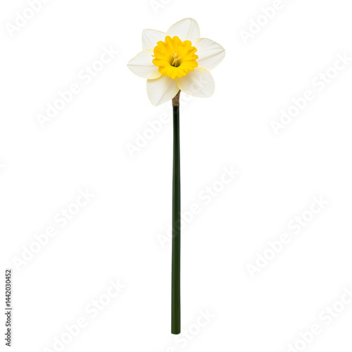 Single Daffodil Flower with White Petals and Yellow Center Isolated on transparent background