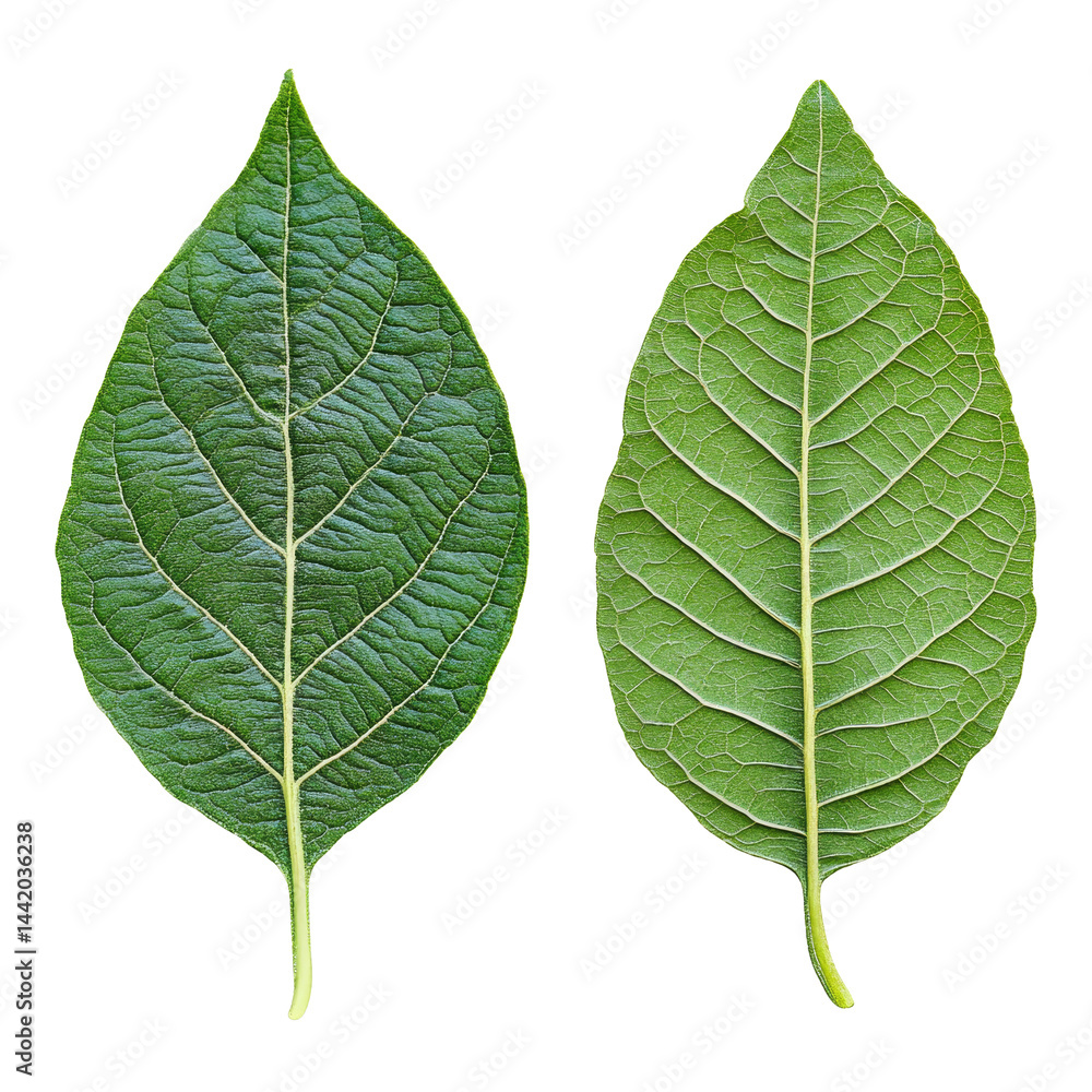 Obraz premium Detailed view of green leaves showcasing intricate veins and textures against a light background, front and back green leaf with veins texture background on transparent background file