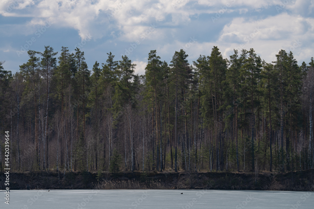 a spring landscape with a frozen lake and a pine forest on the shore