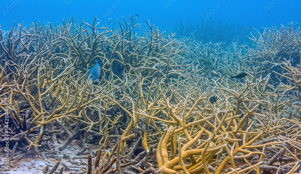 Caribbean coral garden