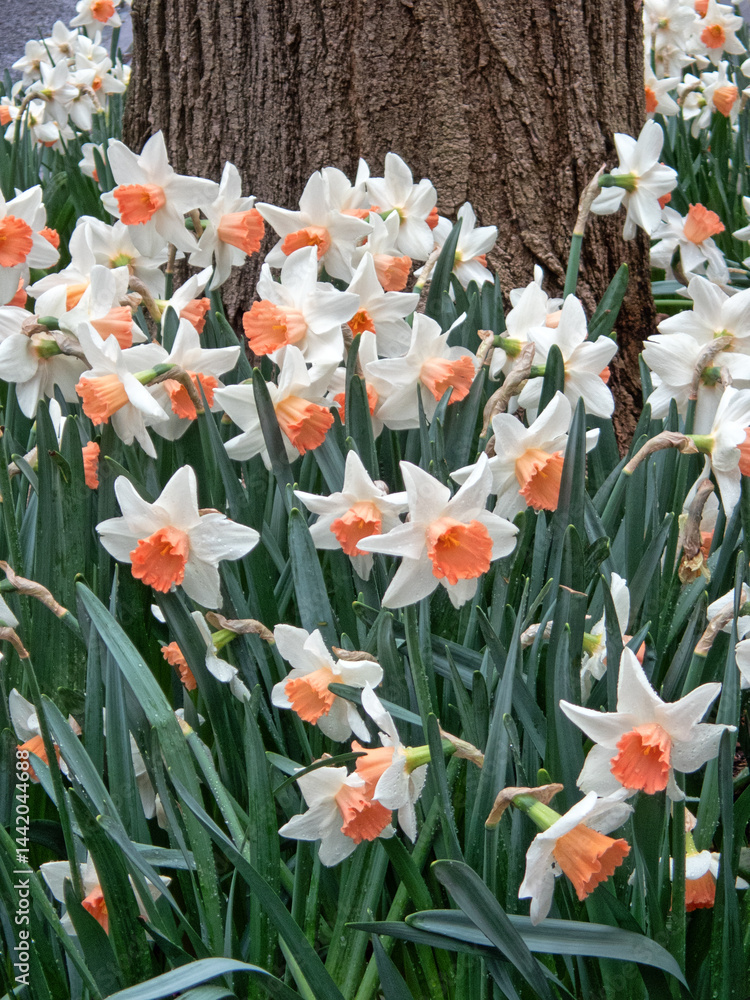 daffodil