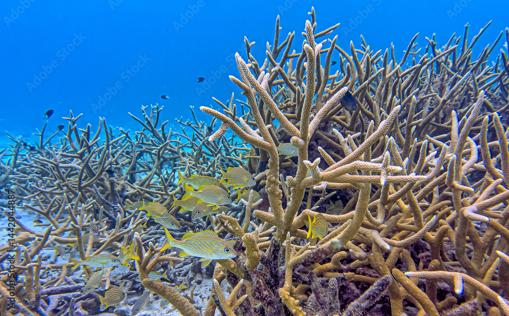 Caribbean coral garden