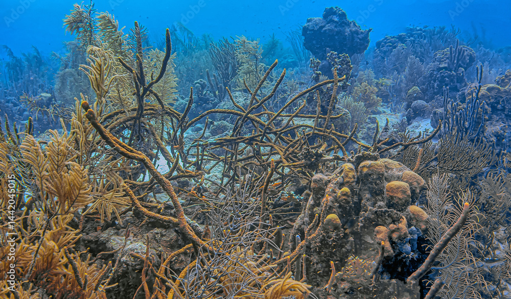 Caribbean coral garden