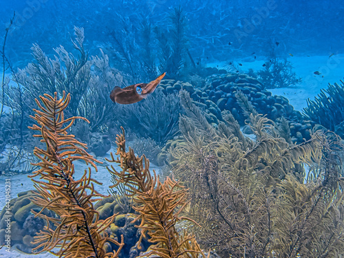 Caribbean coral garden