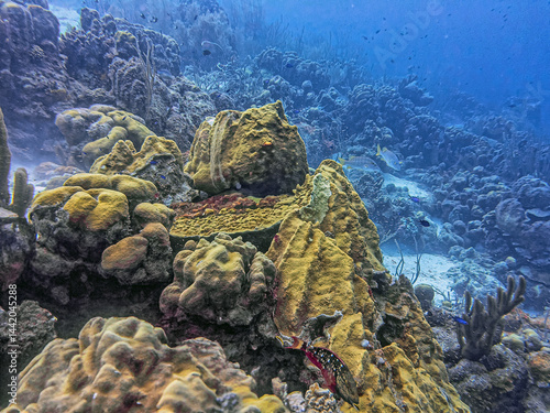 Caribbean coral garden