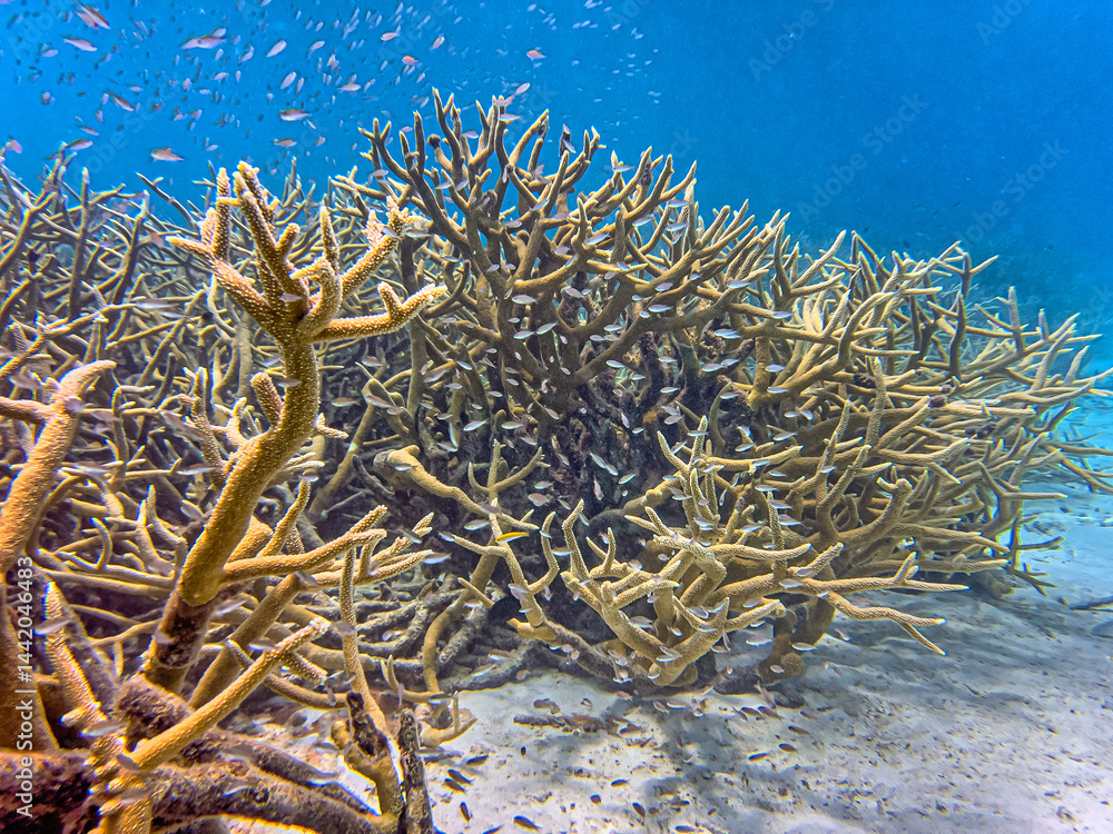 Caribbean coral garden