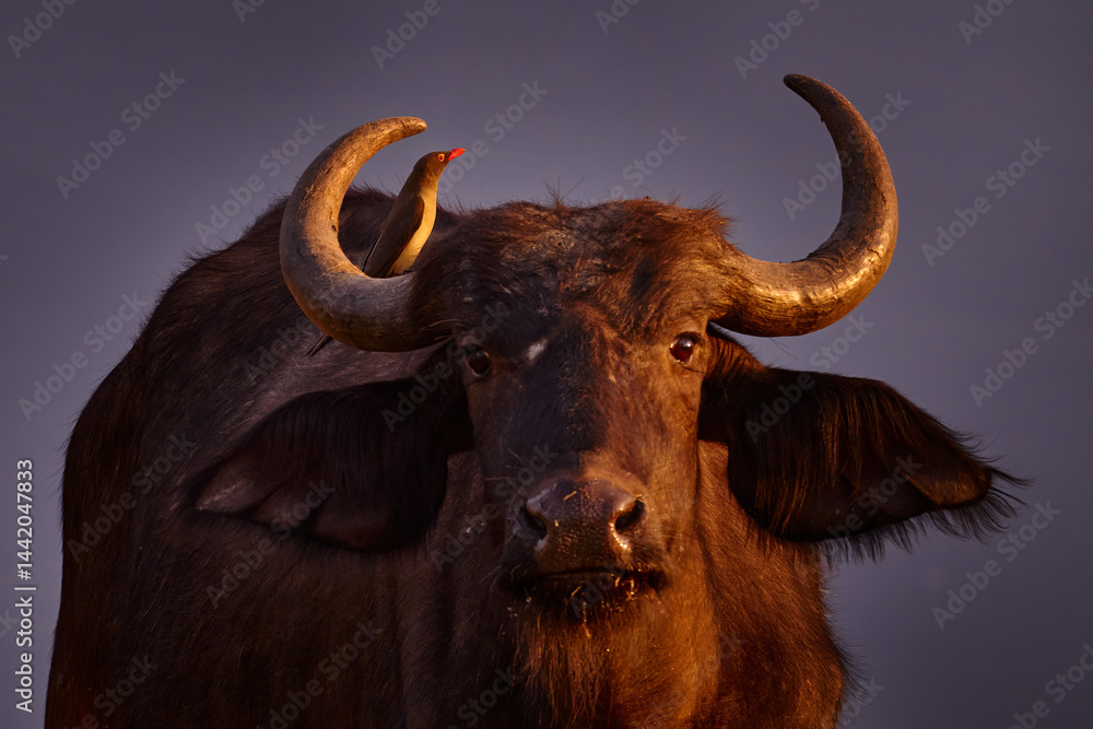 Buffalo portrait with bird. Bird behaviour in savannah, Kruger National Park, South Africa. Wildlife scene from African nature. Yellow-billed oxpecker, Buphagus africanus, in brown fur of big buffalo. Buffalo portrait with bird. Bird behaviour in savannah, Kruger National Park, South Africa. Wildlife scene from African nature. Yellow-billed oxpecker, Buphagus africanus, in brown fur of big buffalo.