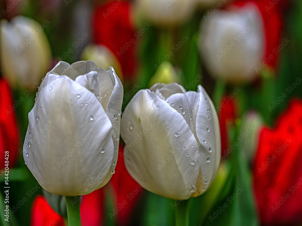 Tulip in bloom, early spring