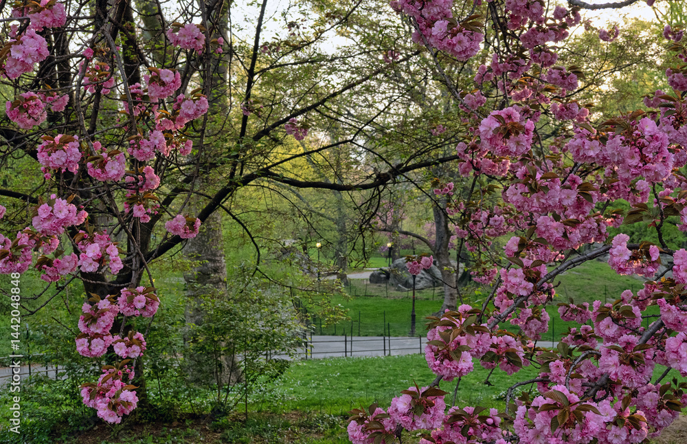 Central Park in spring, Cherry trees
