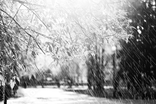 Wallpaper Mural rain, autumn black and white photo of nature contrasting drops and jets of rain. background autumn weather Torontodigital.ca