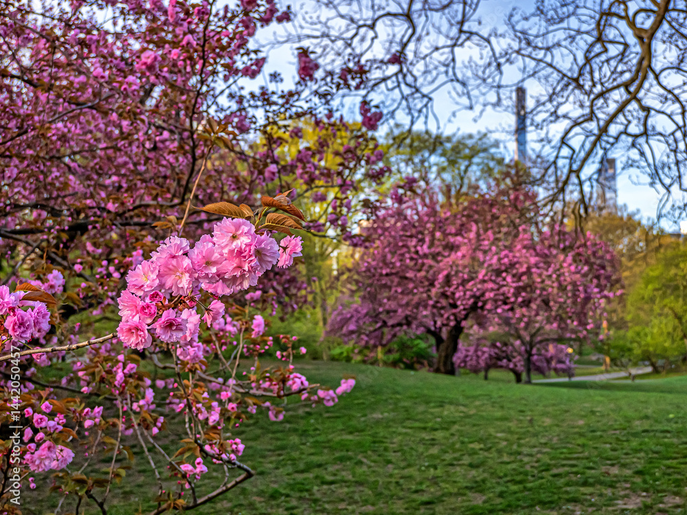 Central Park in spring
