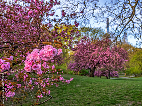 Central Park in spring