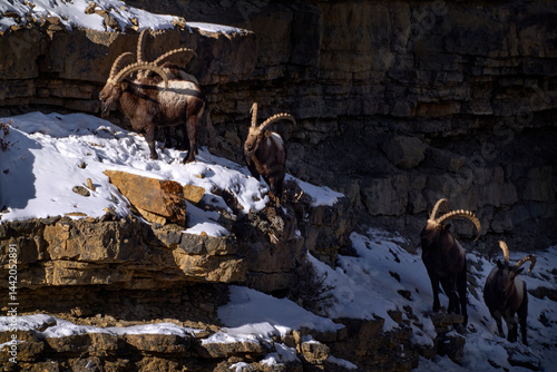 Fotografi Himalayan ibex, Capra ibex sibirica, wild goat in the nature rock moutain habitat, Spiti valley in Hamalayas, India