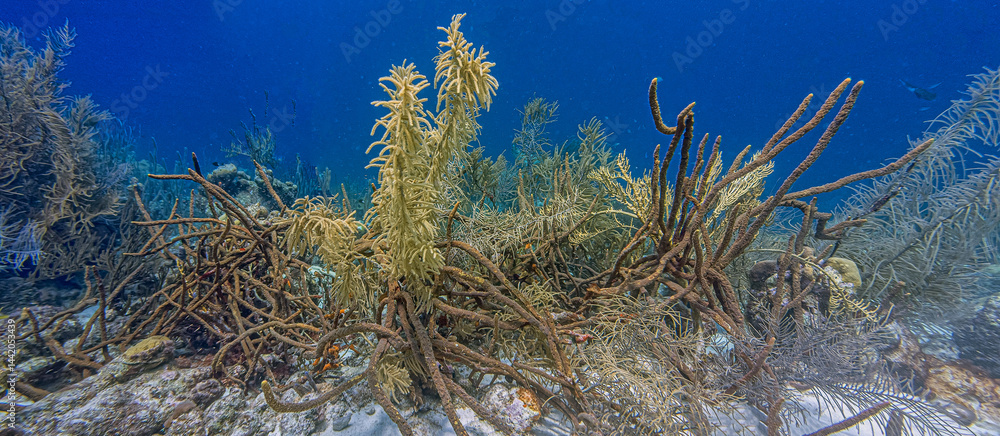 Caribbean coral garden