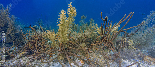Obraz na płótnie Caribbean coral garden w salonie