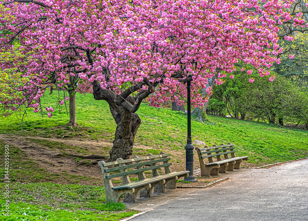 Central Park in spring