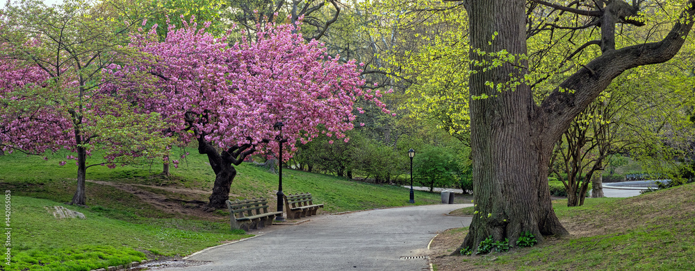 Central Park in spring