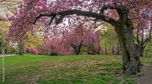 Obraz na płótnie Central Park in spring w salonie