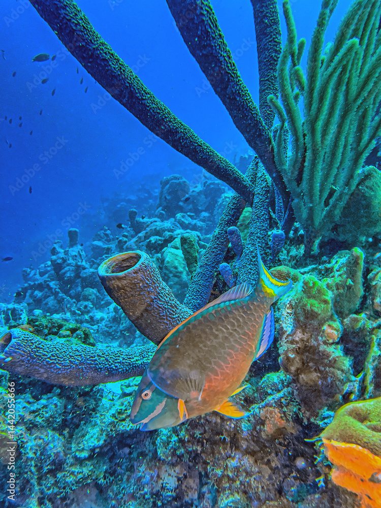 Caribbean coral garden