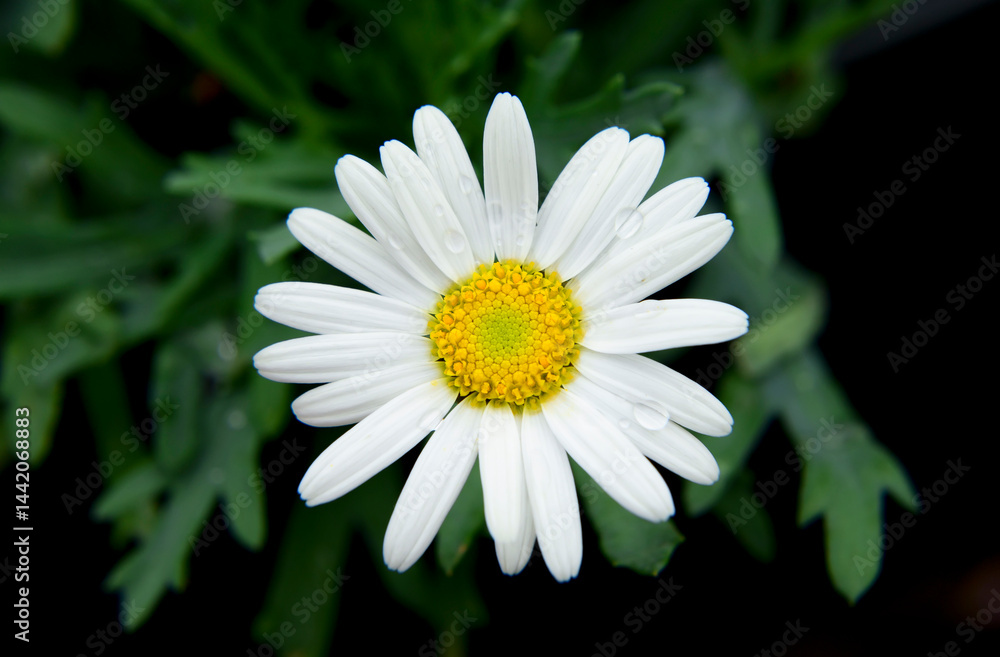 Fototapeta premium white daisy flower