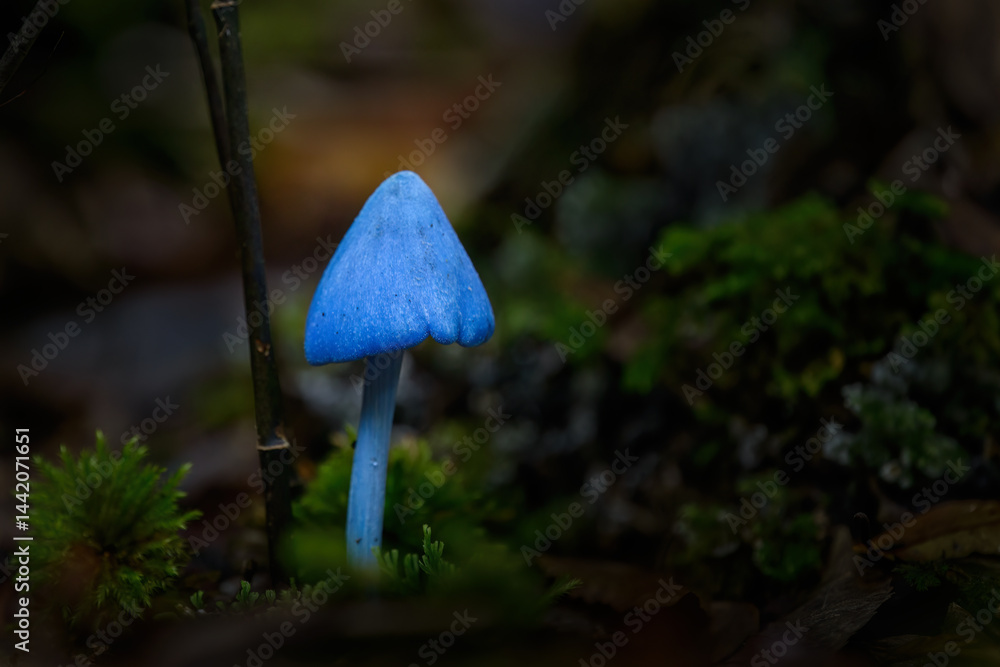 Entoloma hochstetteri, also known as the blue pinkgill, on the forest ground. Rotorua. New Zealand.